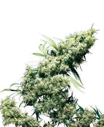 Jamaican Pearl > Sensi Seeds | Graines Féminisées  |  Sativa